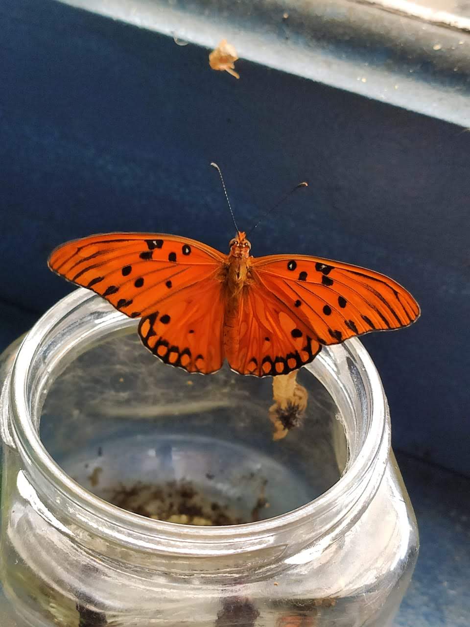 Borboleta laranja pousada no jardim